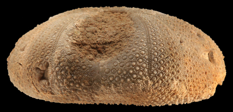 Pygaster France